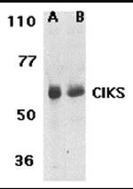 TRAF3IP2 Antibody in Western Blot (WB)