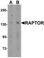 Raptor Antibody in Western Blot (WB)