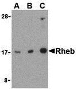 RHEB Antibody in Western Blot (WB)