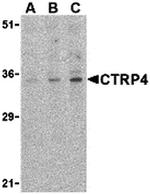 CTRP4 Antibody in Western Blot (WB)