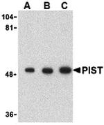 PIST Antibody in Western Blot (WB)