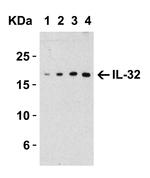 IL-32 Antibody in Western Blot (WB)