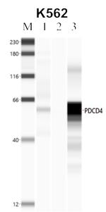 PDCD4 Antibody in RNA Immunoprecipitation (RIP)