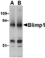 Blimp-1 Antibody in Western Blot (WB)