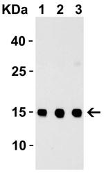 TSLP Antibody in Western Blot (WB)