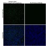 CD273 (B7-DC) Antibody in Immunohistochemistry (Paraffin) (IHC (P))