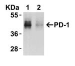 PD-1 Antibody in Western Blot (WB)