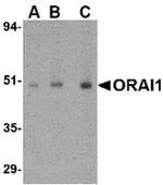 ORAI1 Antibody in Western Blot (WB)