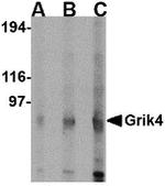 GRIK4 Antibody in Western Blot (WB)