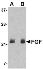FGF4 Antibody in Western Blot (WB)