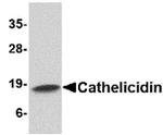 Cathelicidin Antibody in Western Blot (WB)