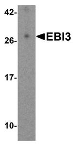 EBI3 Antibody in Western Blot (WB)
