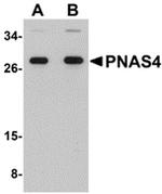 PNAS4 Antibody in Western Blot (WB)