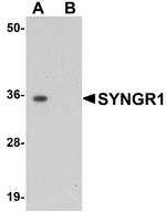 SYNGR1 Antibody in Western Blot (WB)