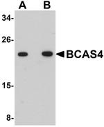 BCAS4 Antibody in Western Blot (WB)