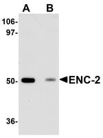 ENC-2 Antibody in Western Blot (WB)