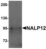 NALP12 Antibody in Western Blot (WB)