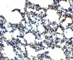 MFSD2A Antibody in Immunohistochemistry (IHC)