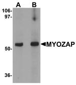 MYZAP Antibody in Western Blot (WB)