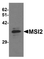 MSI2 Antibody in Western Blot (WB)