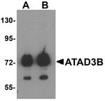 ATAD3B Antibody in Western Blot (WB)