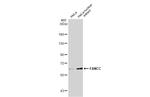 FANCC Antibody in Western Blot (WB)