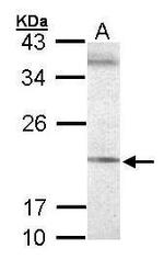 SEC61G Antibody in Western Blot (WB)