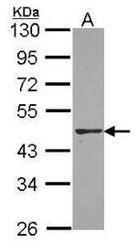 PON2 Antibody in Western Blot (WB)
