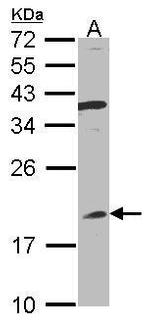 Interferon alpha-8 Antibody in Western Blot (WB)
