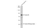 Factor XI Antibody in Western Blot (WB)