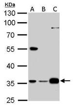 GAS2L1 Antibody in Western Blot (WB)