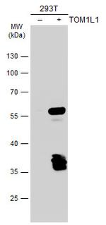 TOM1L1 Antibody in Western Blot (WB)