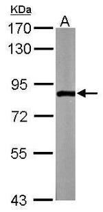 ZER1 Antibody in Western Blot (WB)