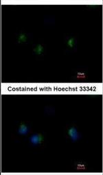 MST4 Antibody in Immunocytochemistry (ICC/IF)