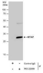 MTAP Antibody in Immunoprecipitation (IP)