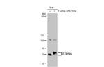 ZC3H12A Antibody in Western Blot (WB)
