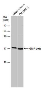 GMFB Antibody in Western Blot (WB)