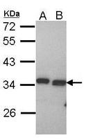 PECR Antibody in Western Blot (WB)