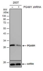 PGAM1 Antibody