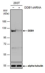 DDB1 Antibody