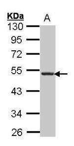 CXCR5 Antibody in Western Blot (WB)