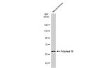 FZD10 Antibody in Western Blot (WB)
