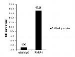 PARP1 Antibody in ChIP Assay (ChIP)