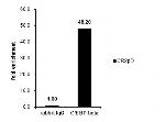 C/EBP beta Antibody in ChIP Assay (ChIP)
