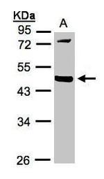 MMP12 Antibody in Western Blot (WB)
