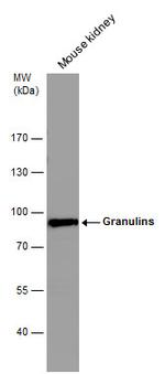 Granulins Antibody in Western Blot (WB)