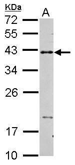 CD40 Antibody in Western Blot (WB)