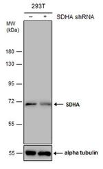 SDHA Antibody