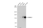 EPB41L3 Antibody in Western Blot (WB)