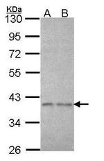 eIF3i Antibody in Western Blot (WB)